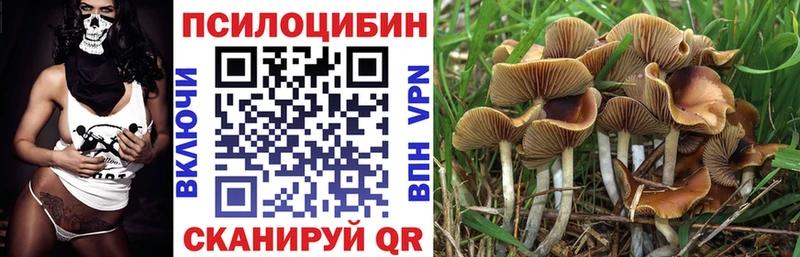 где продают Болотное Псилоцибиновые грибы GOLDEN TEACHER